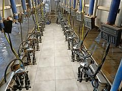 DeLaval Paralel, bok w bok, szybkie wyjscie