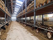 Gerdemann Nackenriegel Bullenfressgitter