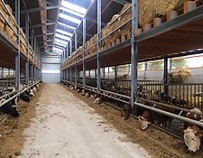 Gerdemann Nackenriegel Bullenfressgitter Gerdemann Nackenriegel Bullenfressgitter