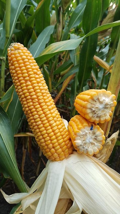 Tehnos 300cm Mulcher Frontanbau Heckanbau Tehnos Frontmulchgerät Ideal zur Zwischenfruchtbearbeitung im Vorlauf Frontanbaumulcher Tehnos MU300LW profi