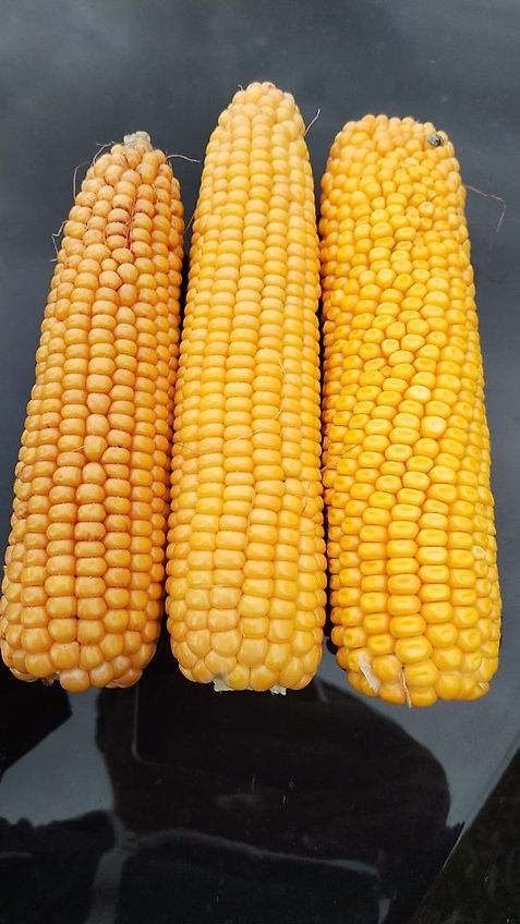 Tehnos 300cm Mulcher Frontanbau Heckanbau Tehnos Frontmulchgerät Ideal zur Zwischenfruchtbearbeitung im Vorlauf Frontanbaumulcher Tehnos MU300LW profi